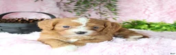 Cavapoo dogs for sale: Cavapoo 5 - Ad 4