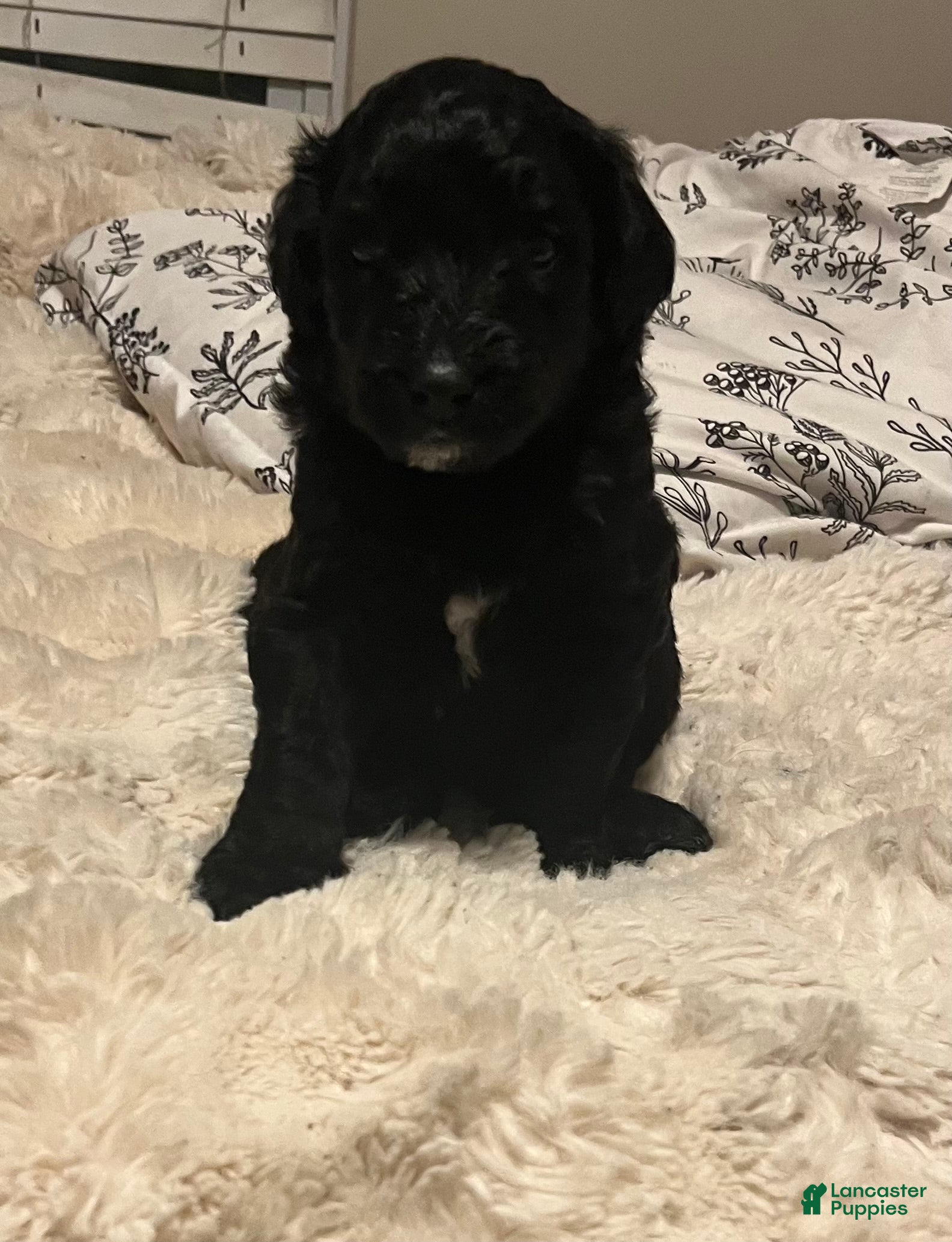 Aussiedoodle dogs Aussiedoodle Puppy 1 - Ad 31