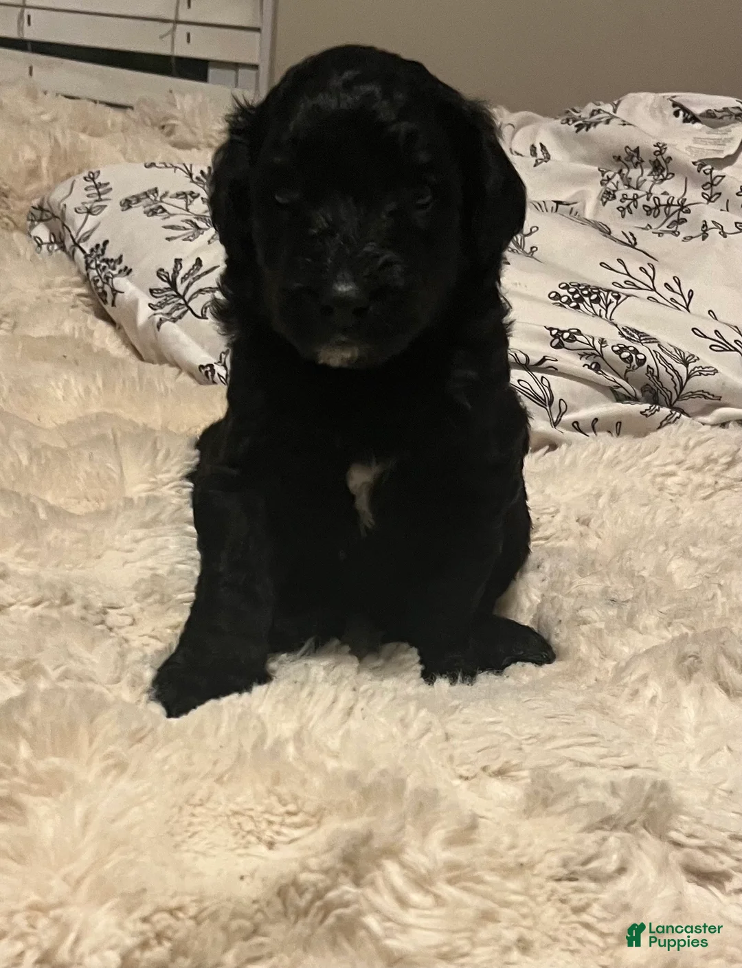 Aussiedoodle dogs for sale: Aussiedoodle Puppy 1 - Ad 1