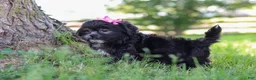 Shih Tzu dogs for sale: Brie - Ad 6