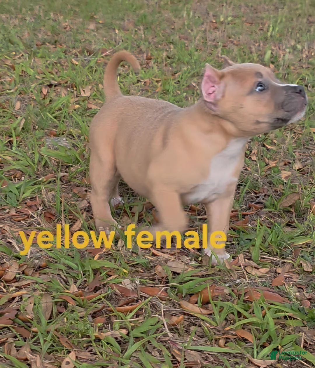 American Bully dogs for sale: American Bully Puppy 3 - Ad 2