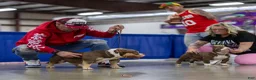 American Bully dogs for sale: lil UCE - Ad 9