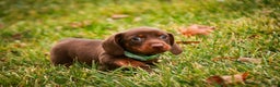 Miniature Dachshund dogs for sale: Andy - Ad 5