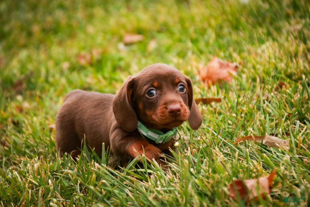 Miniature Dachshund dogs for sale: Andy - Ad 5