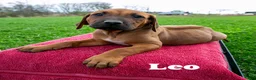 Rhodesian Ridgeback dogs for sale: Leo - Ad 2