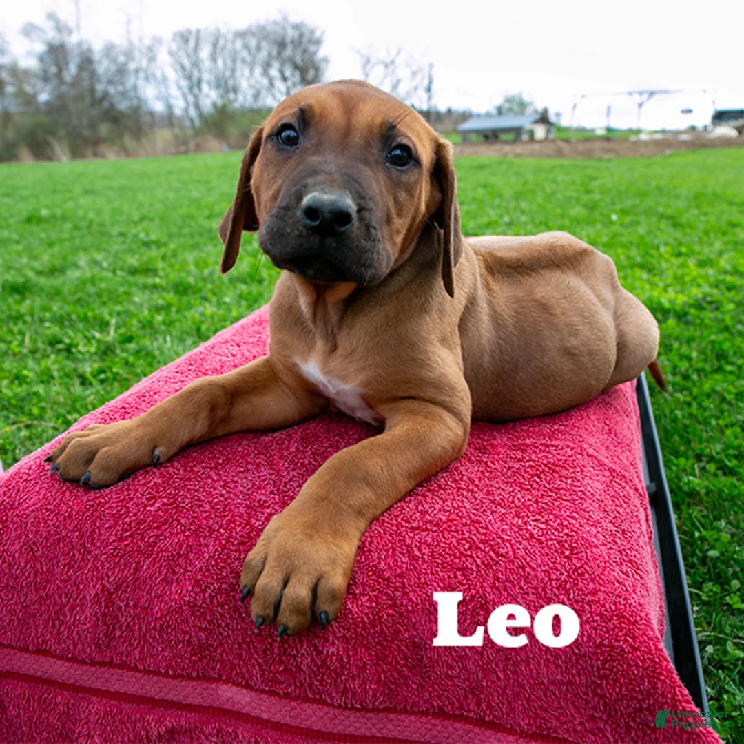 Rhodesian Ridgeback dogs for sale: Leo - Ad 2