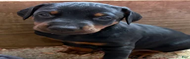 Doberman Pinscher Puppy 3