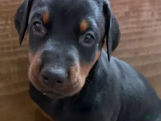 Doberman Pinscher dogs for sale: Doberman Pinscher Puppy 3 - Ad 2