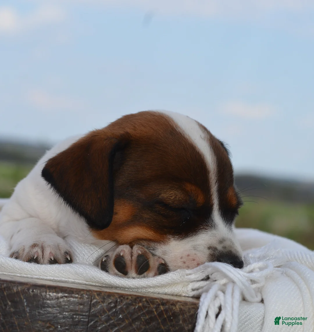 Jack Russell Terrier dogs for sale: Macie - Ad 2