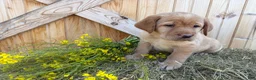 Labrador Retriever dogs for sale: Scarlette - Ad 8