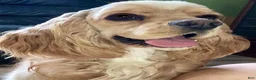 Cockapoo dogs for sale: Caprice - Ad 16