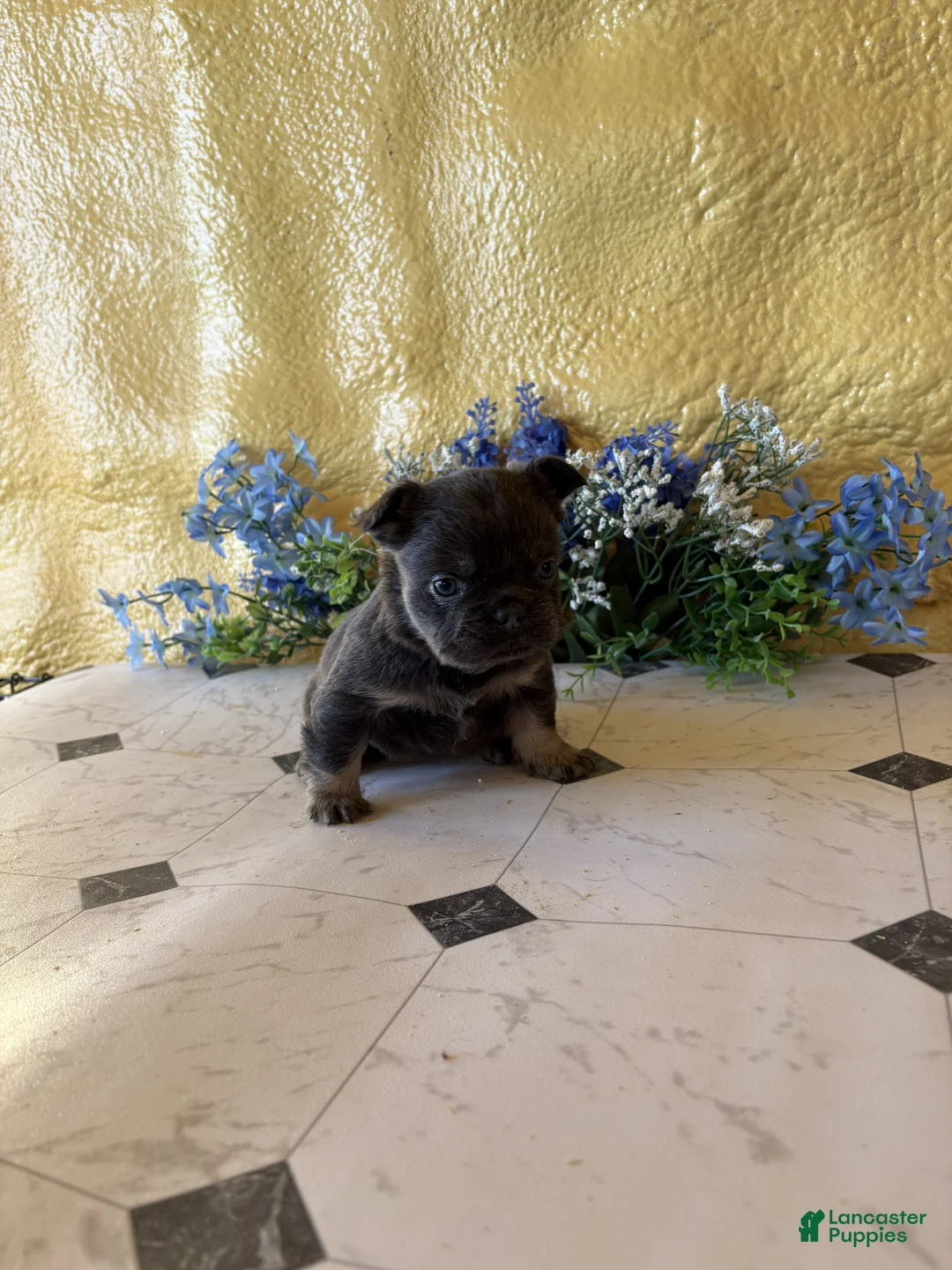 French Bulldog dogs for sale: French Bulldog Puppy 4 Annie - Ad 2