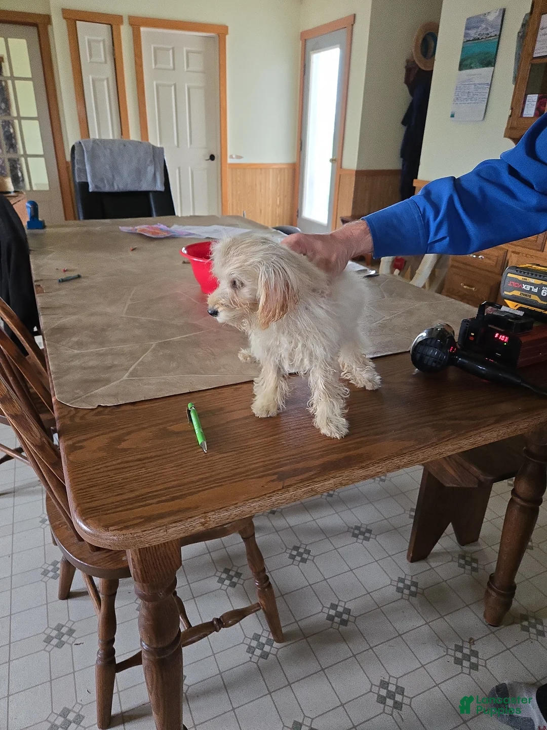 Pomapoo dogs for sale: Pomapoo Puppy 2 - Ad 3
