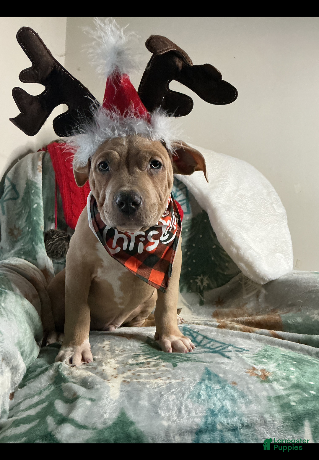 American Bully dogs for sale: Dirty Dan - Ad 3