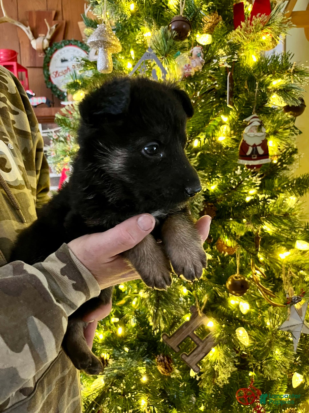 German Shepherd dogs for sale: Rudolph - Ad 2