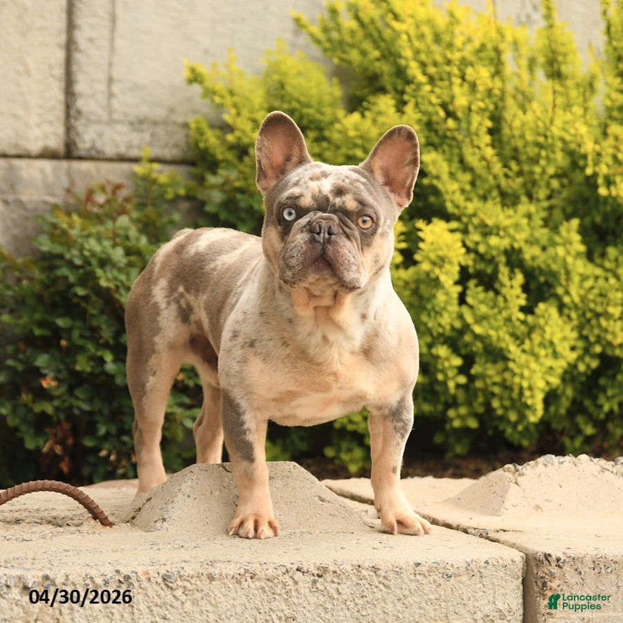 French Bulldog dogs for sale: Buddy - Ad 1