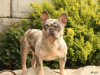 French Bulldog dogs for sale: Buddy - Ad 1