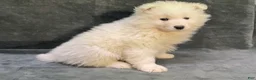 Samoyed dogs for sale: Sawyer - Ad 2