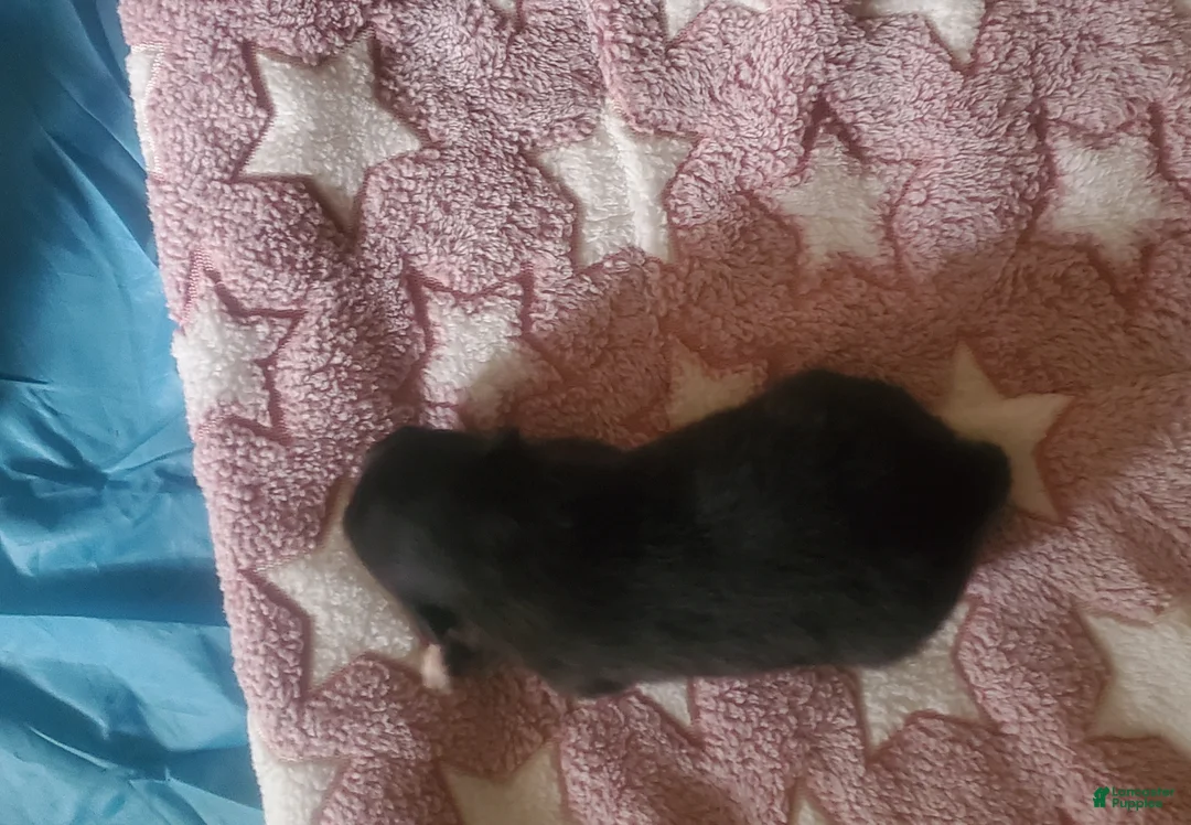 Pomeranian dogs for sale: Pomeranian Puppy 1 - Ad 2