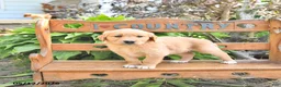 Golden Retriever dogs for sale: Baxter - Ad 3
