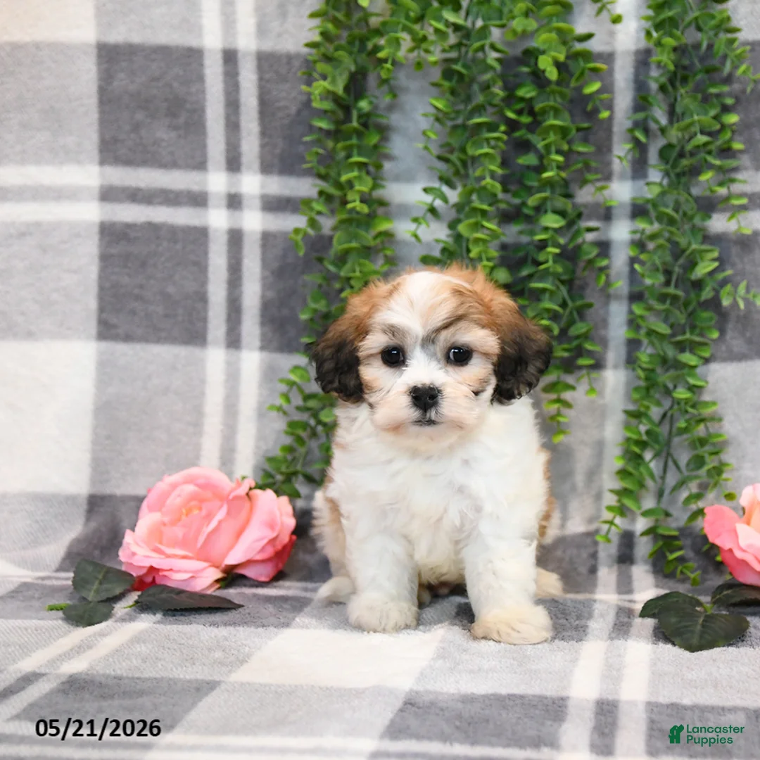 Teddy Bear dogs for sale: Spencer - Ad 1