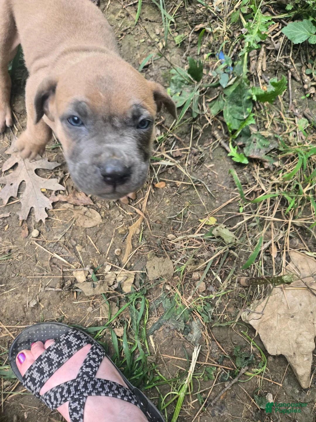 Cane Corso dogs for sale: Cane Corso 7 - Ad 1