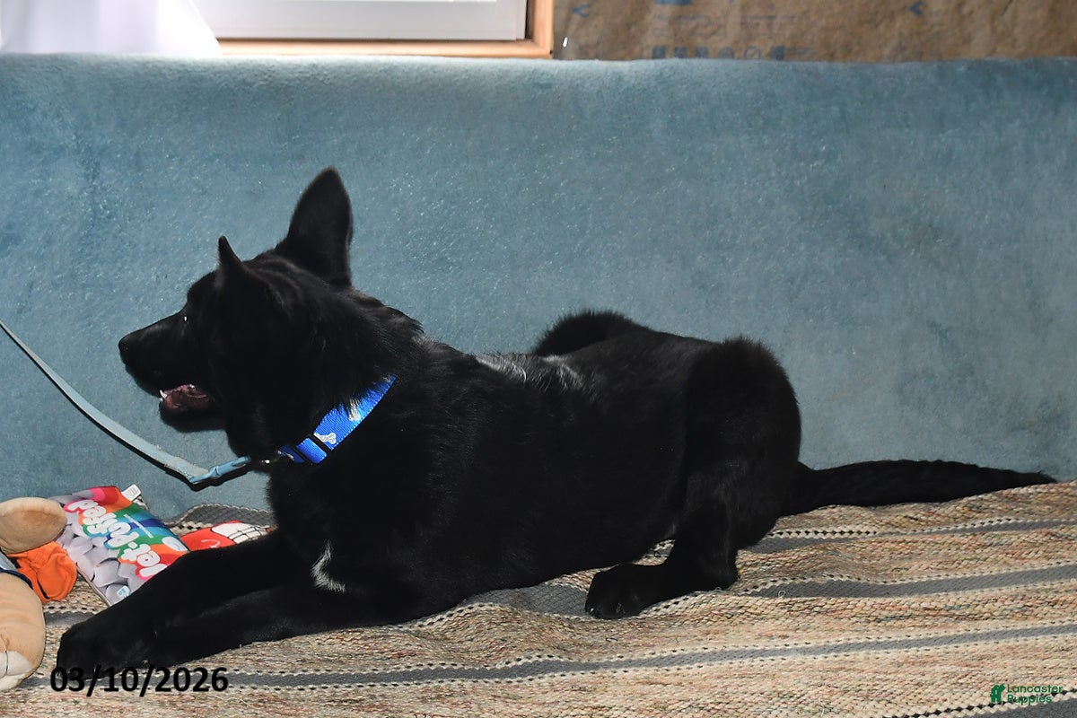 Belgian Malinois dogs Apollo - Ad 2