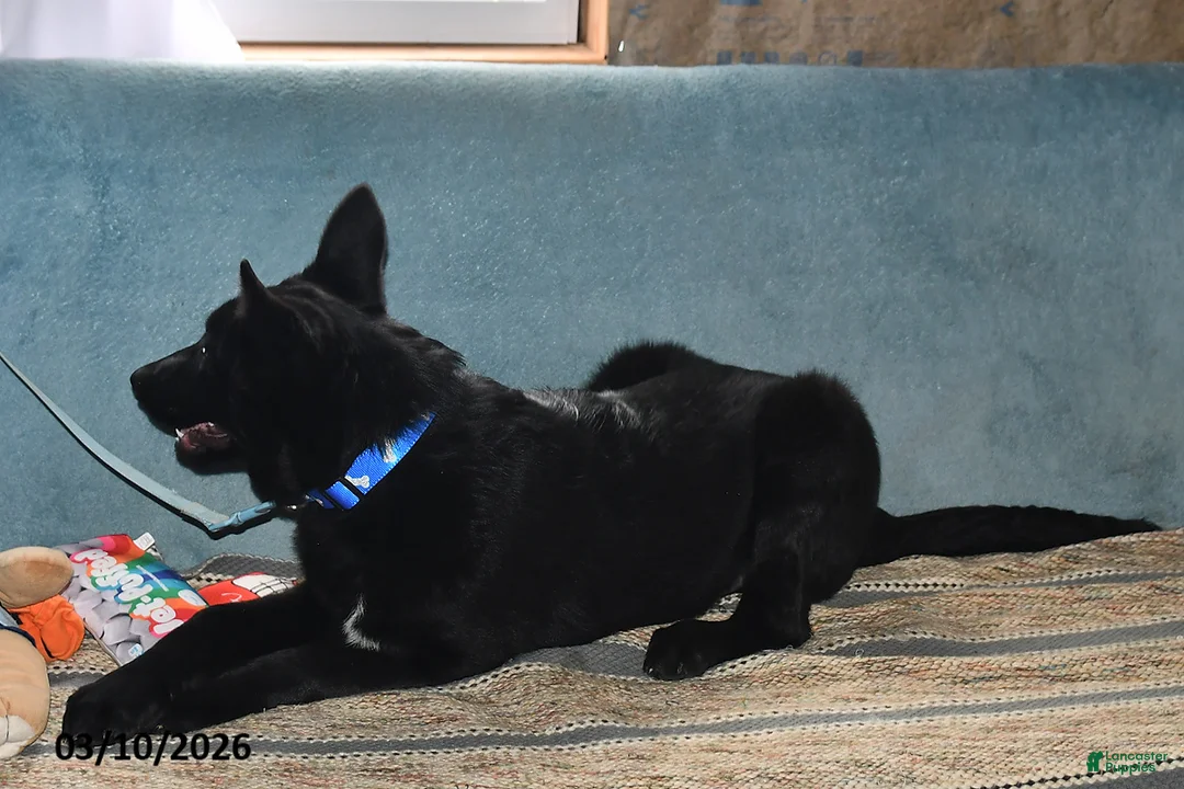 Belgian Malinois dogs for sale: Apollo - Ad 2