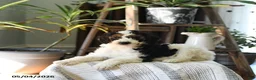 Standard Poodle dogs for sale: Dundee - Ad 3