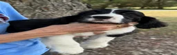 English Springer Spaniel dogs for sale: English Springer Spaniel Puppy Neo - Ad 2