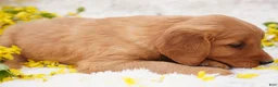 Golden Retriever dogs for sale: May - AKC, Genetically Clear - Ad 2