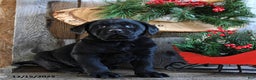 Labrador Retriever dogs for sale: Reba - Ad 1