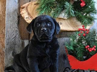 Labrador Retriever dogs Reba - Ad 3