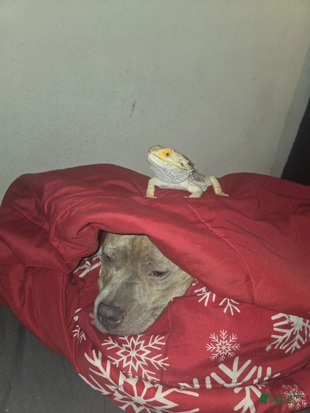 American Pit Bull Terrier dogs for sale: American Pit Bull Terrier Puppy 1 - Ad 9