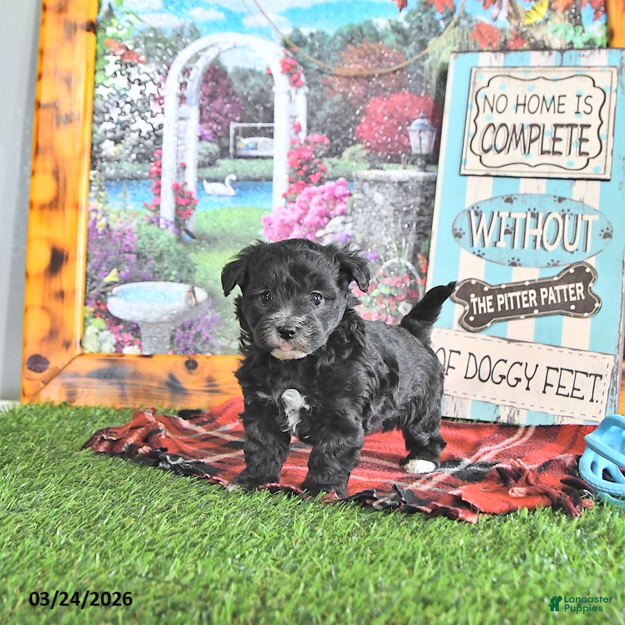 Maltipoo dogs Harriet - Ad 1