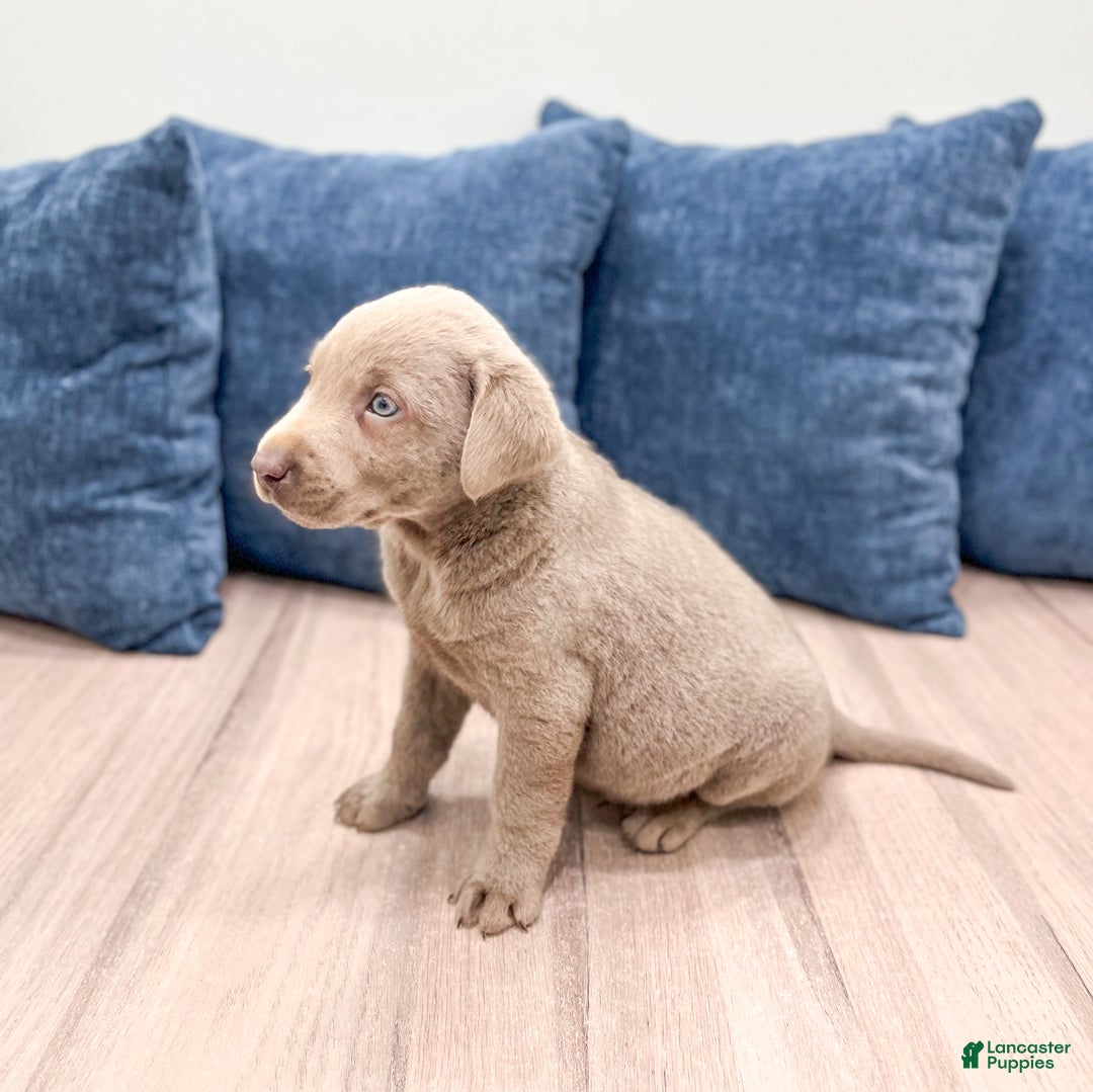 Labrador Retriever dogs for sale: Asher - Ad 4