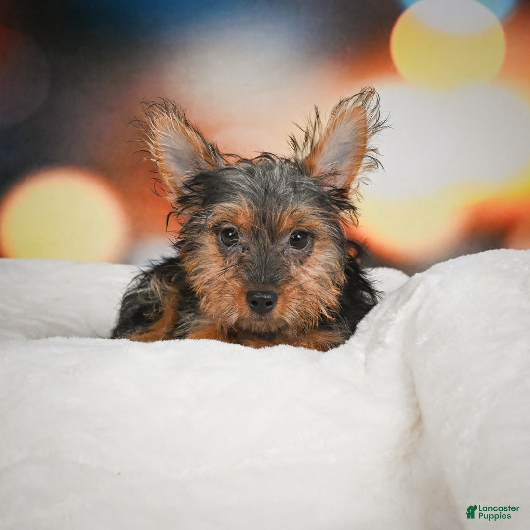 Yorkshire Terrier dogs for sale: Yasmin - Ad 5