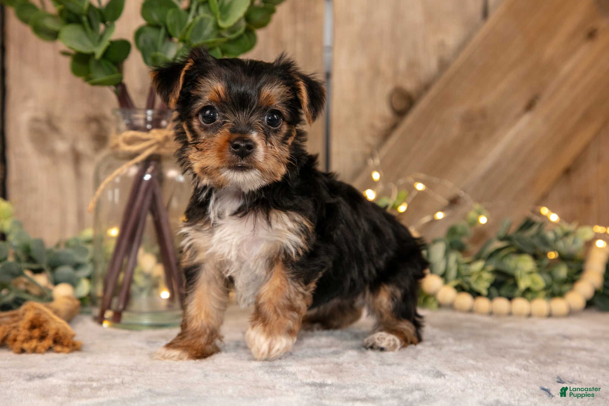 Yorkshire Terrier dogs Duchess - Ad 1
