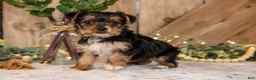 Yorkshire Terrier dogs for sale: Duchess - Ad 1