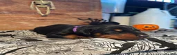 Doberman Pinscher dogs for sale: Wednesday: European Bloodlines  - Ad 6