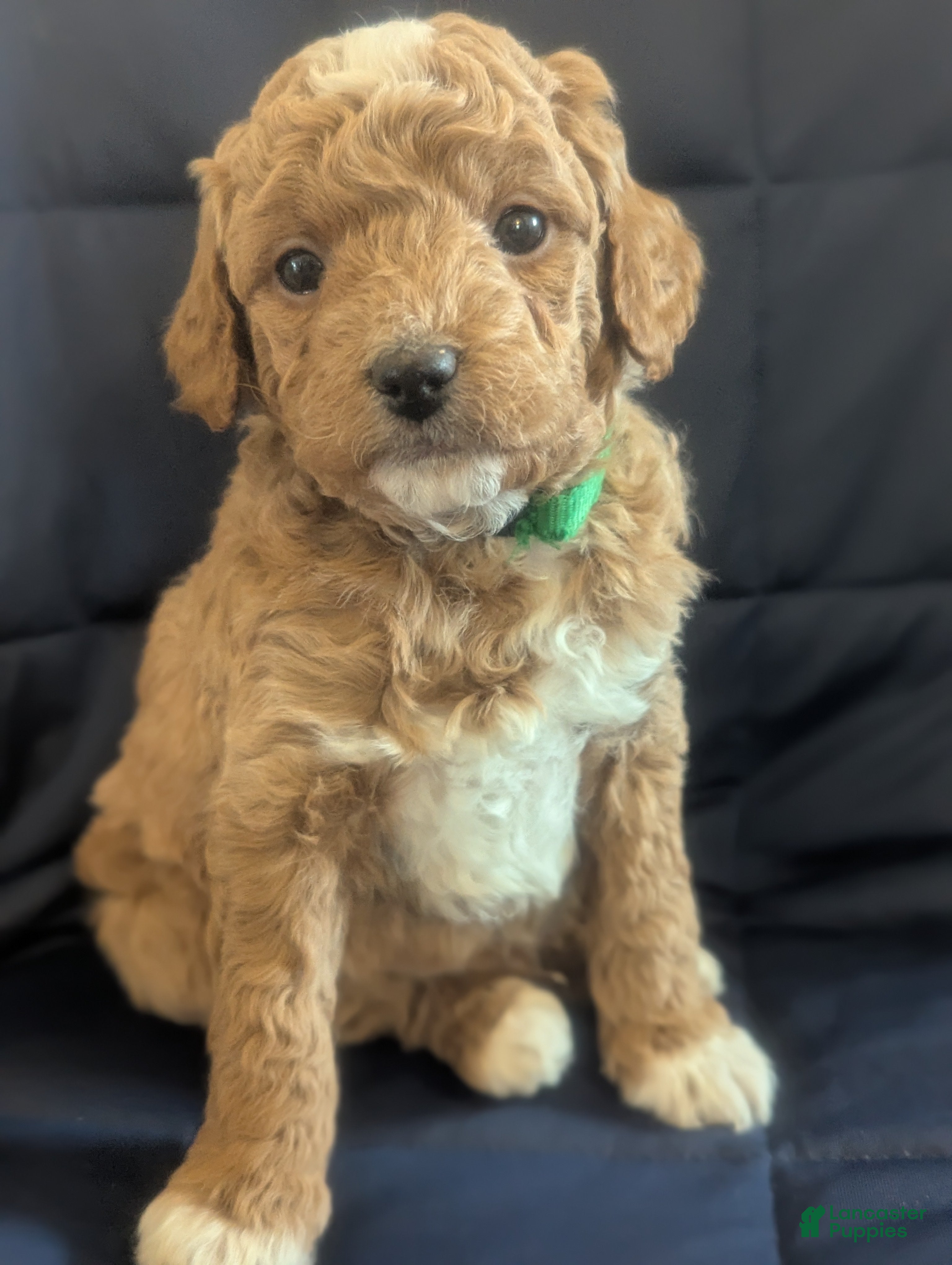 Mini Goldendoodle dogs Norman - Ad 17