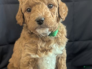 Mini Goldendoodle dogs Norman - Ad 17