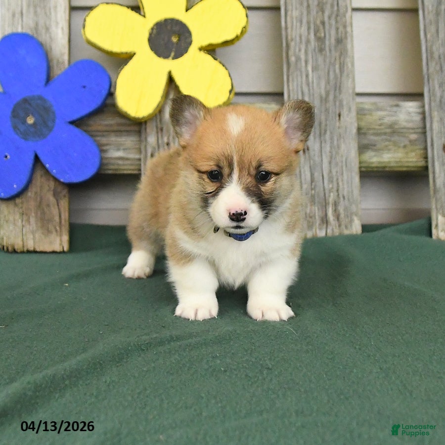 Welsh Corgi Pembroke dogs Bradly - Ad 1