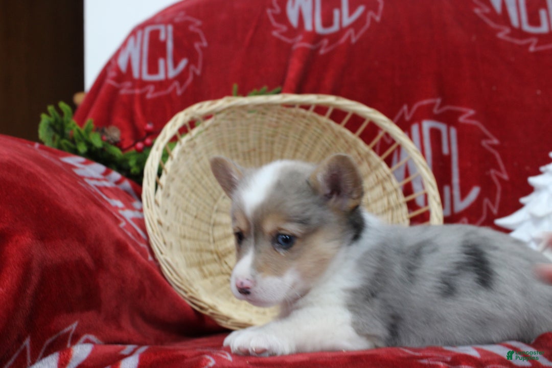 Welsh Corgi Pembroke dogs for sale: Bruno - Ad 3