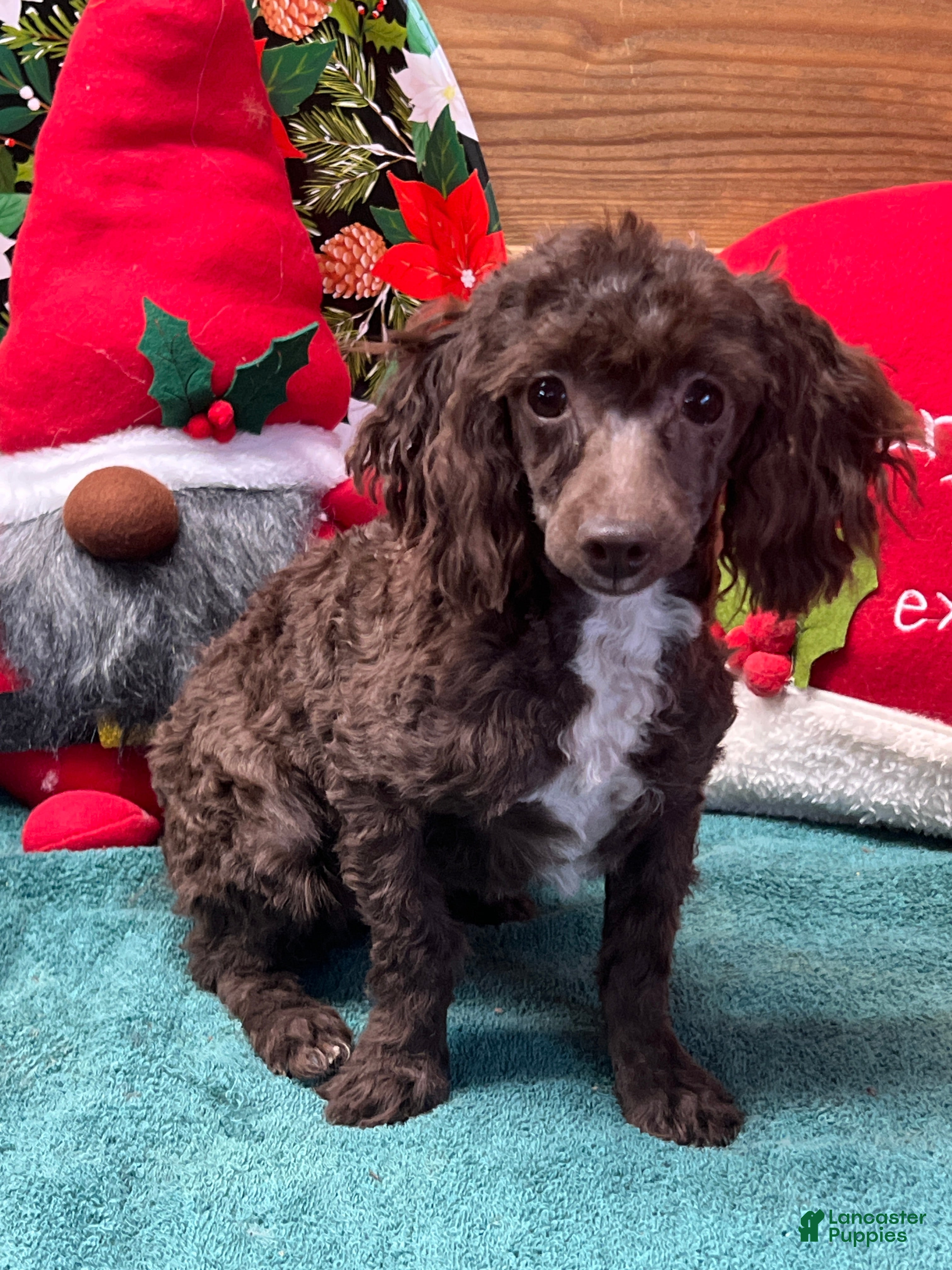 Toy Poodle dogs Cocoa - Ad 14