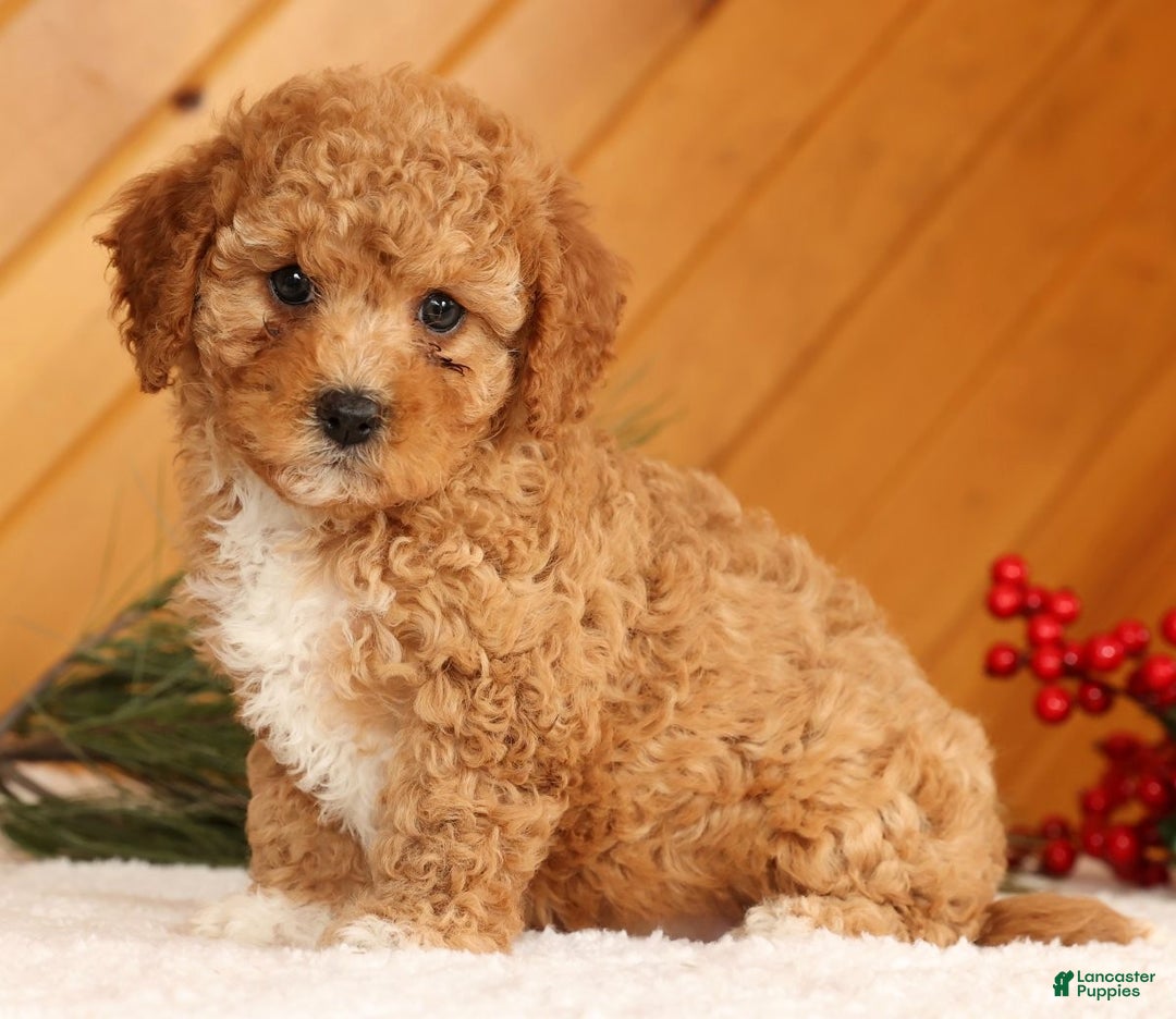 Cavapoo dogs for sale: Janie - Ad 4
