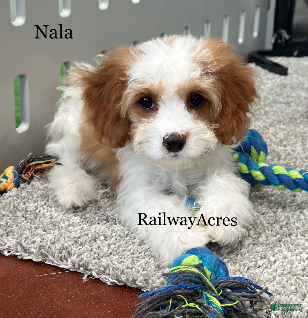 Cavapoo dogs for sale: Nala - Ad 2