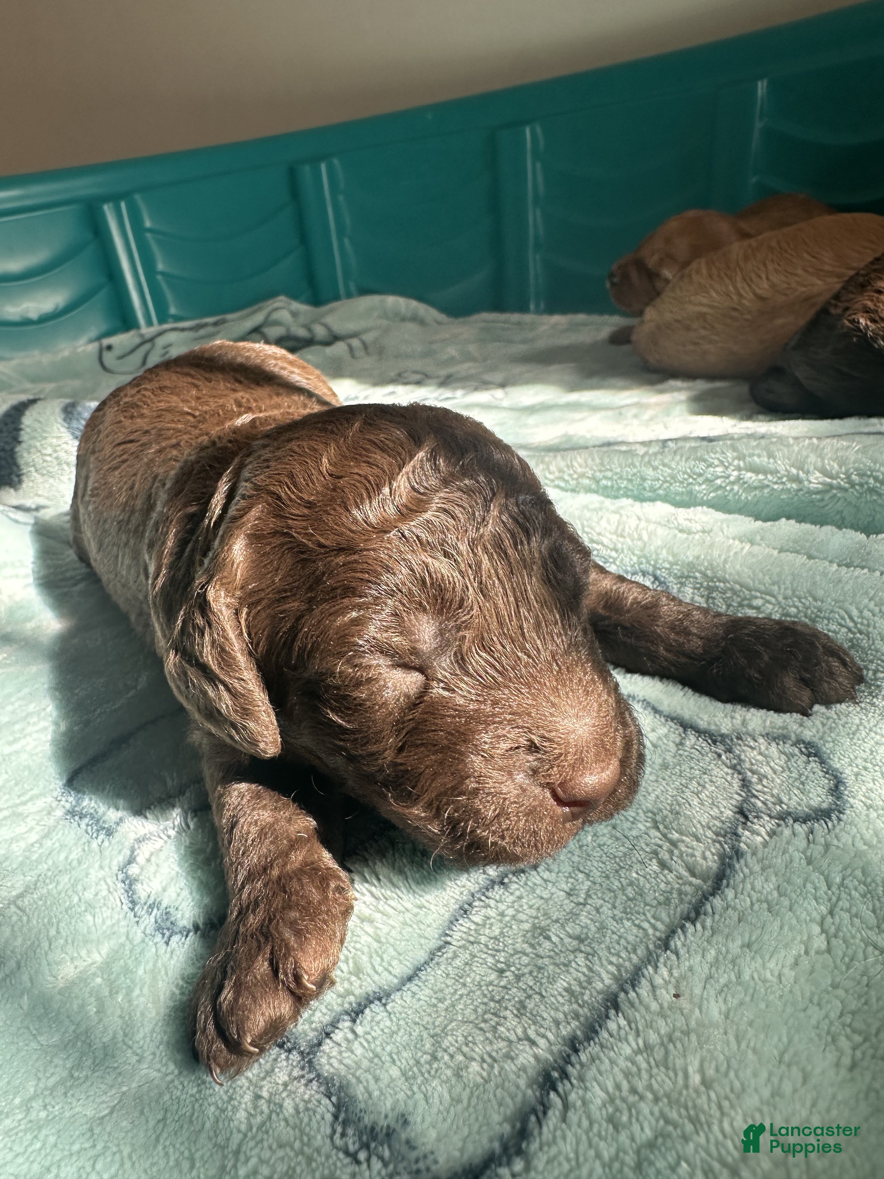 Mini Goldendoodle dogs Ferrero - Ad 23