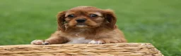 Cavalier King Charles Spaniel dogs for sale: Sierra 🤎🐶 - Ad 18