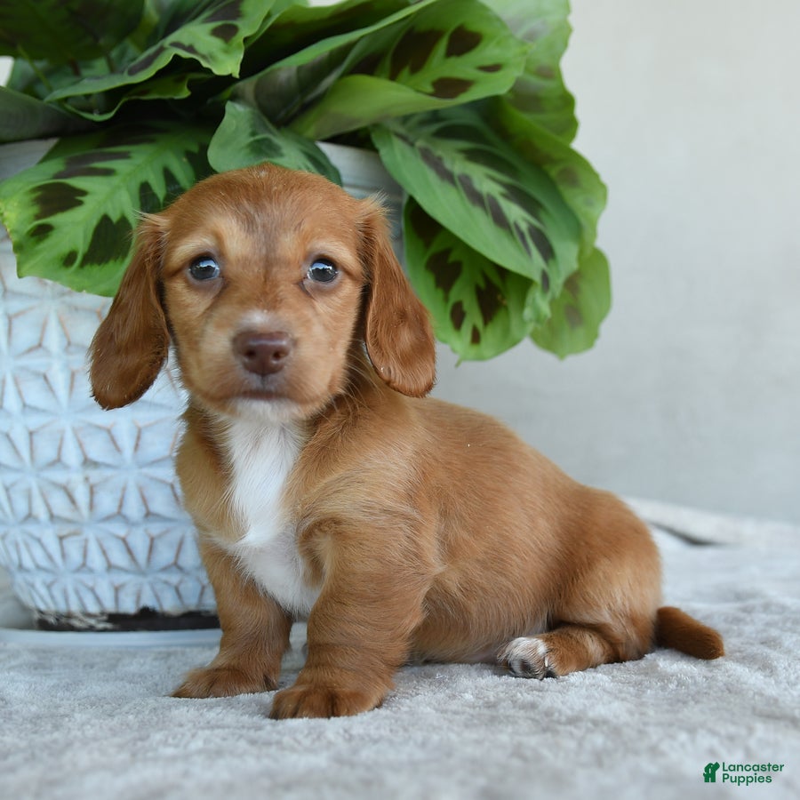 Dachshund dogs Peanuts - Ad 2